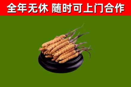 耀州区回收散虫草